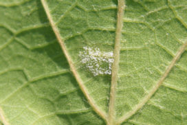 Peronospora vite infezione primaria