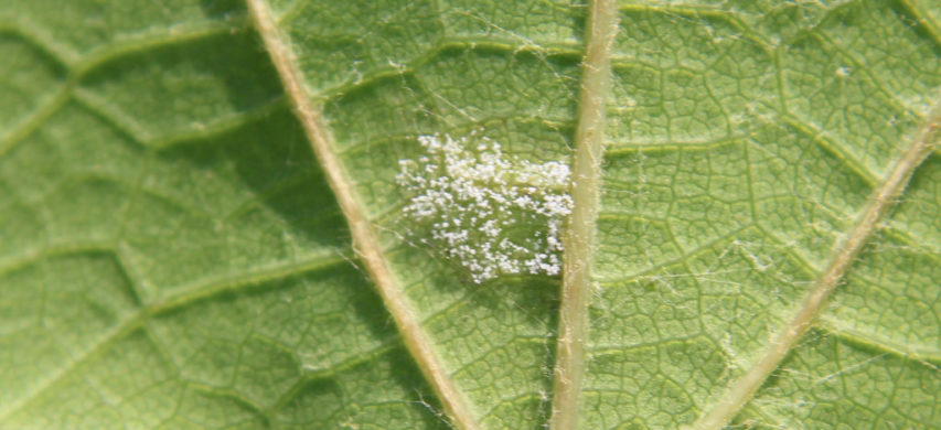 Peronospora vite infezione primaria