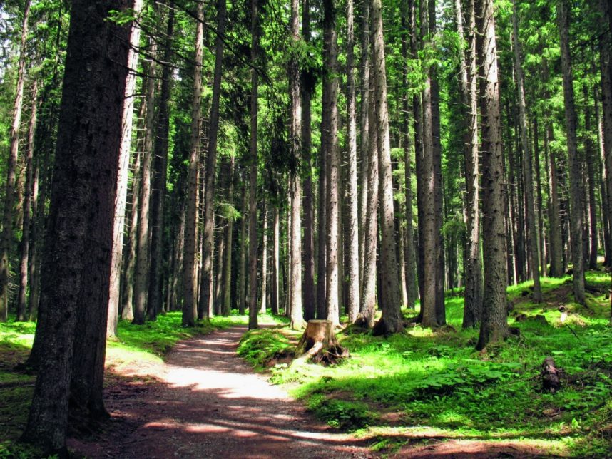 bosco fiemme