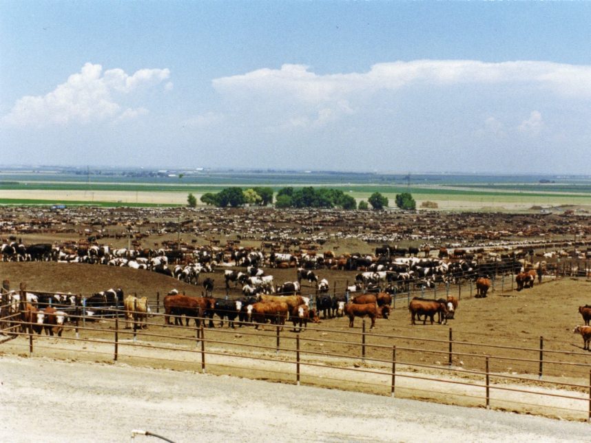 bovini usa
