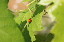 coccinella su vite