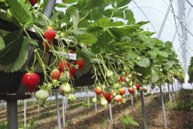 fragola fuori suolo