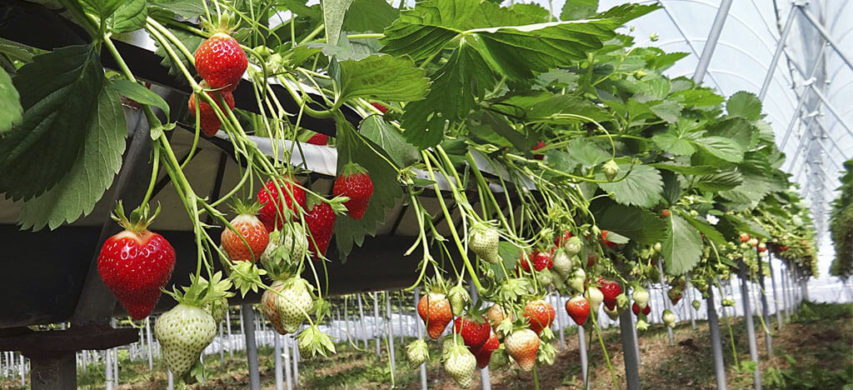 fragola fuori suolo