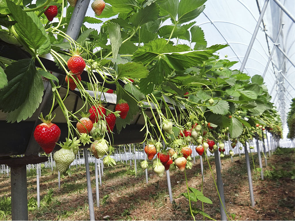 maligno sono fiero maneggevole coltivazione fragole sospese dominare