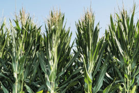 mais ibrido SY Gladius di Syngenta