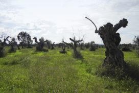 olivi xylella