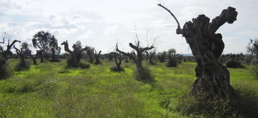 olivi xylella