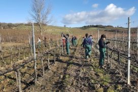 studenti in vigneto