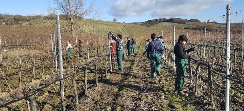 studenti in vigneto