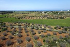 xylella salento