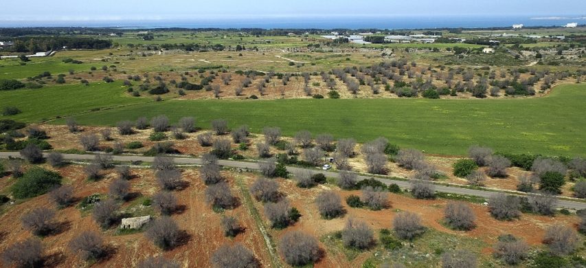 xylella salento