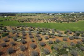 xylella salento