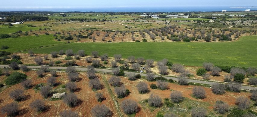 xylella salento