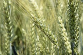 Grano tenero in maturazione