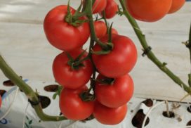 Pomodoro in coltura protetta fertirrigazione