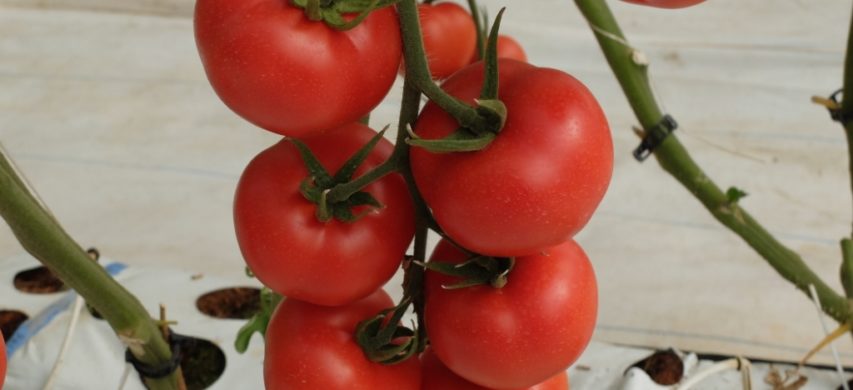 Pomodoro in coltura protetta fertirrigazione