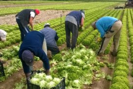 Raccolta lattuga in campo aperto