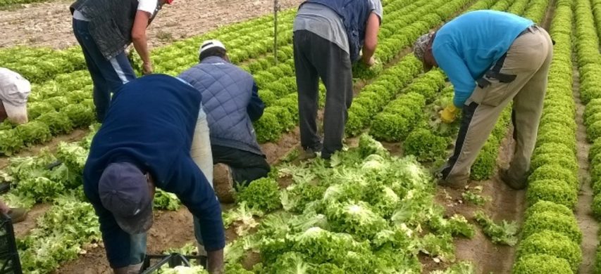 Raccolta lattuga in campo aperto