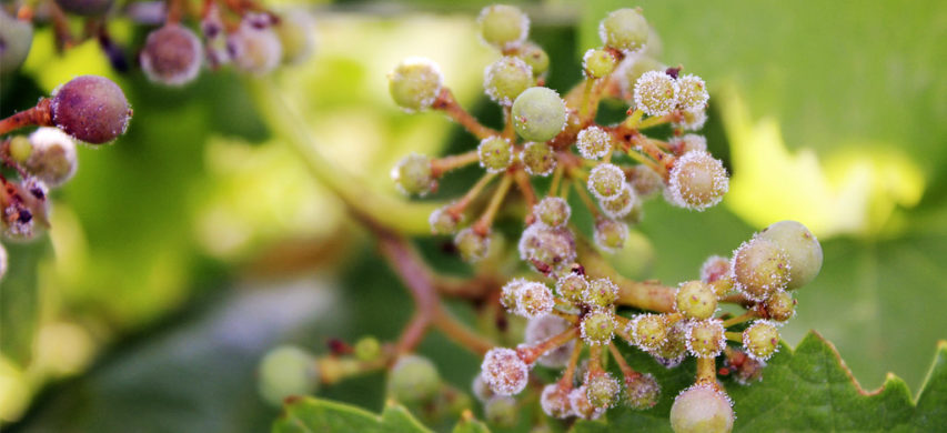 peronospora della vite