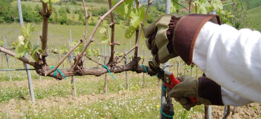 esecuzione potatura tardiva