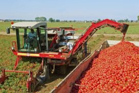 raccolta pomodoro