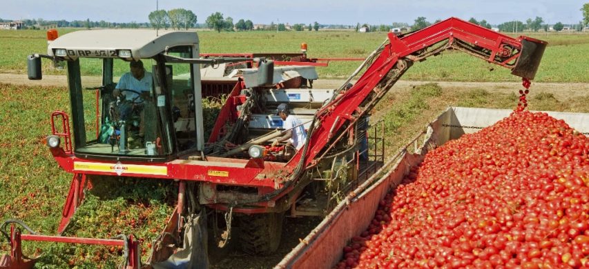 raccolta pomodoro