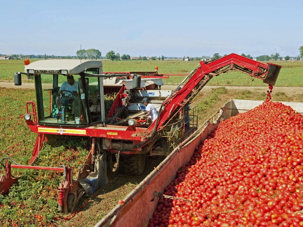 raccolta pomodoro - L'Informatore Agrario
