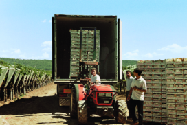 camion di uva da tavola