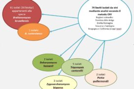 ceppi di brettanomyces