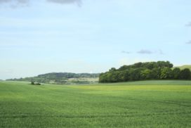 grano in collina