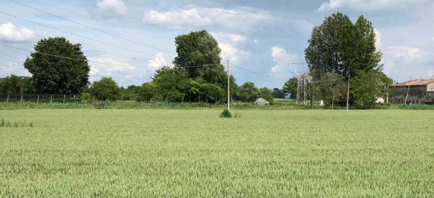 grano tenero a fine maggio