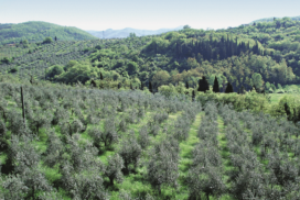 oliveti collina