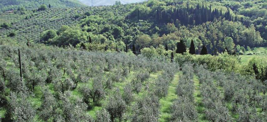 oliveti collina