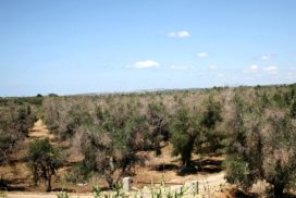 oliveto xylella