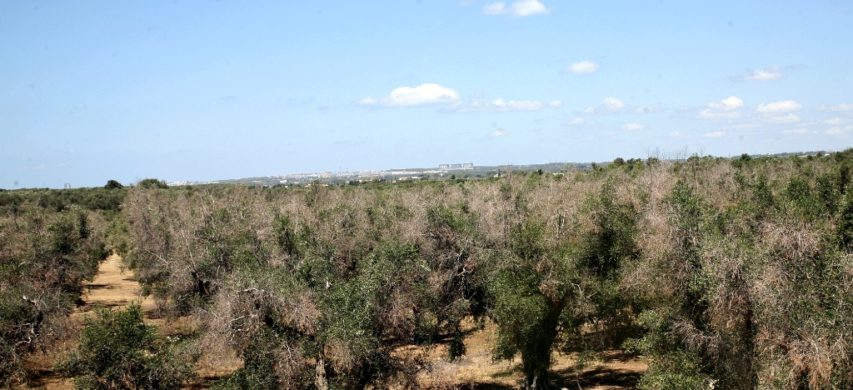 oliveto xylella