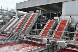 pomodoro da industria