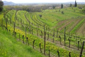 vigneti Collio Friuli