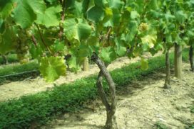 Vigneto di Chardonnay