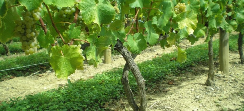 Vigneto di Chardonnay