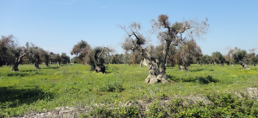 xylella