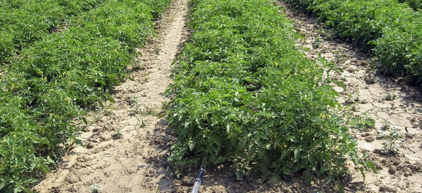 Pomodoro da industria fertirrigato