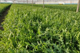 Rucola nella piana del Sele