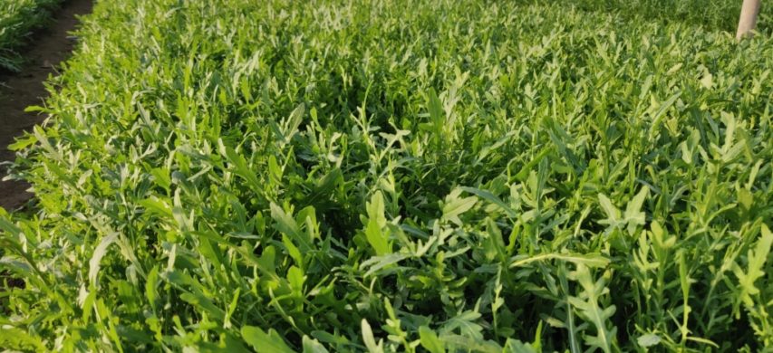 Rucola nella piana del Sele