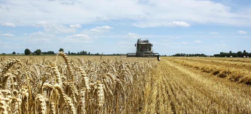 trebbiatura grano