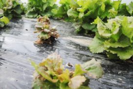 Sintomi da Fusarium oxysporum su lattuga