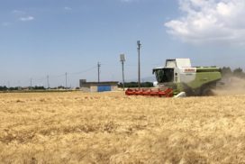 Raccolta grano duro a Foggia