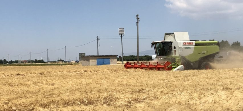 Raccolta grano duro a Foggia