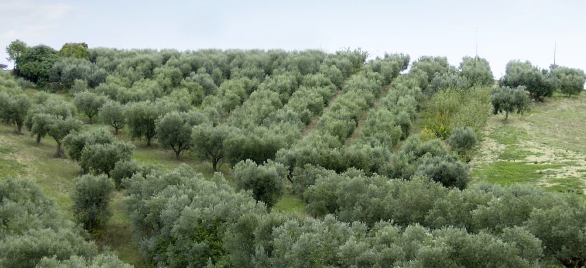 oliveto abruzzo