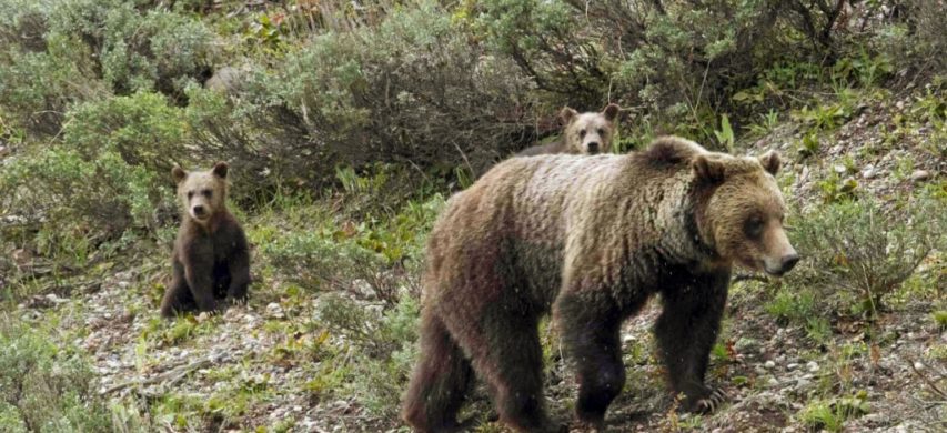 orso