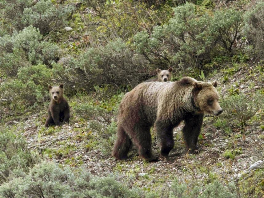 orso